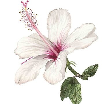 Artwork thumbnail, Hibiscus Flower by vasquezdebbie