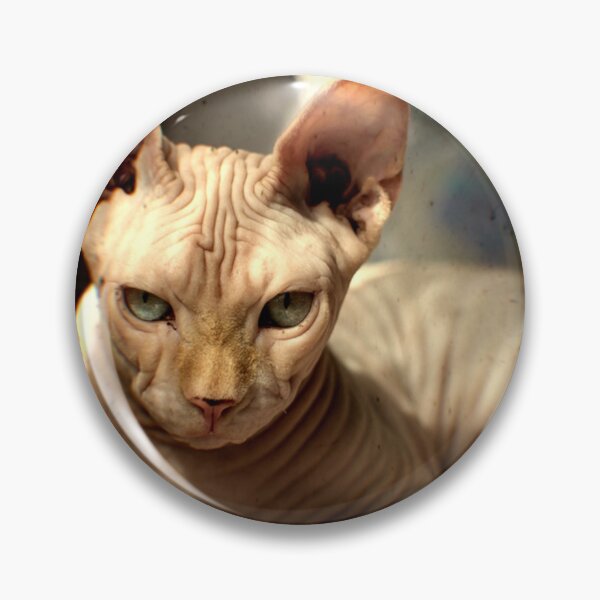 Item preview, BALD IS BEAUTIFUL, SPHYNX CAT. designed and sold by RENAISSANCEBUDS.