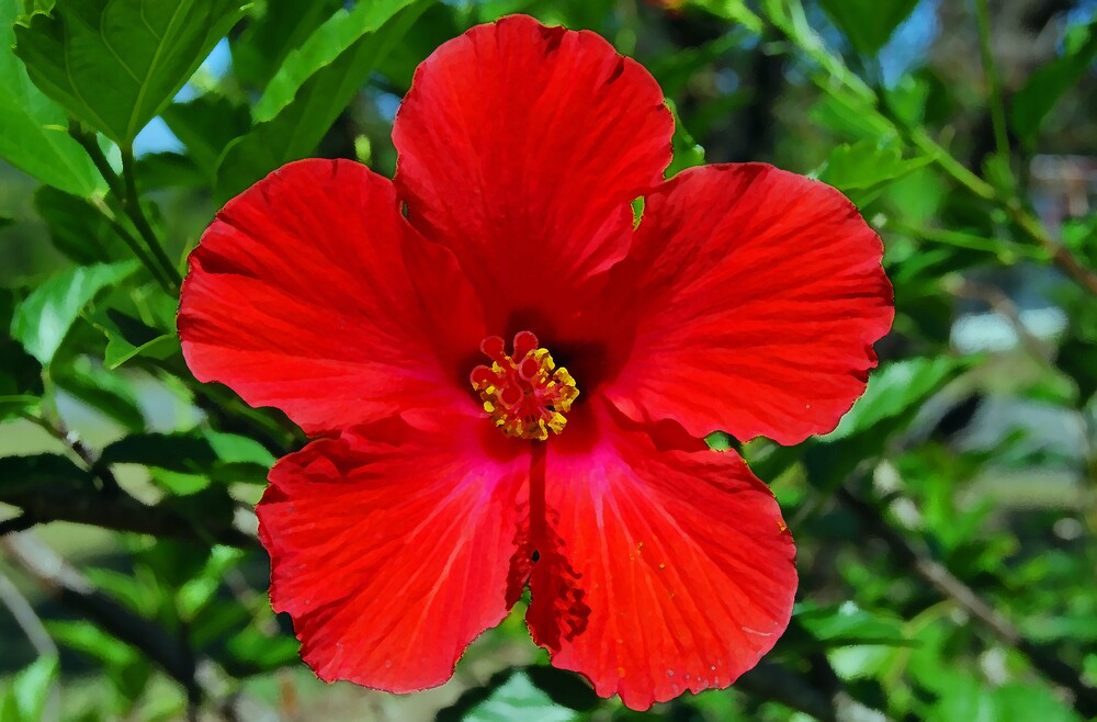 "Red Hibiscus Flower" by Peter Clements Redbubble
