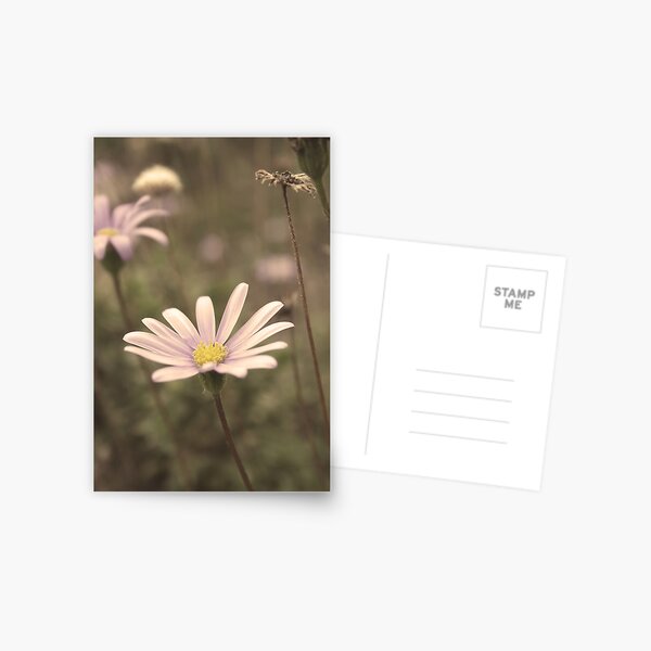 Just Pretty Postcard