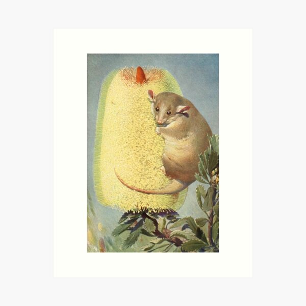 Item preview, Vintage Possum on Banksia Flower designed and sold by NineVi.