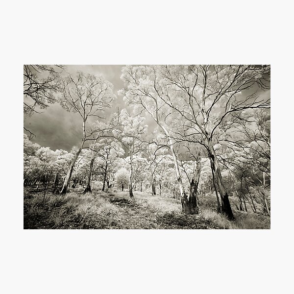 Item preview, Eucalypts designed and sold by Mike Calder.