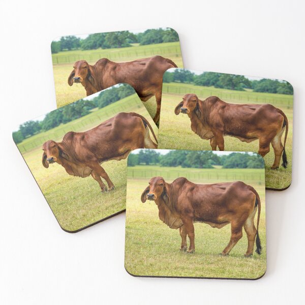 Item preview, Big brown brahman cow grazing in the pasture designed and sold by noblephoto.