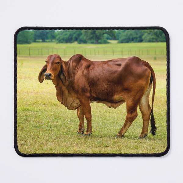 Vista previa del artículo con la obra «Gran vaca brahman marrón pastando en el pasto», diseñado y vendido por noblephoto.