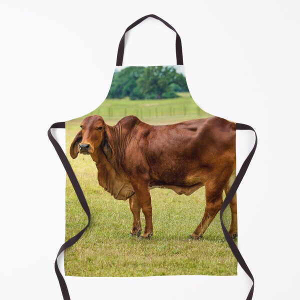 Item preview, Big brown brahman cow grazing in the pasture designed and sold by noblephoto.