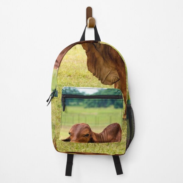 Item preview, Big brown brahman cow grazing in the pasture designed and sold by noblephoto.