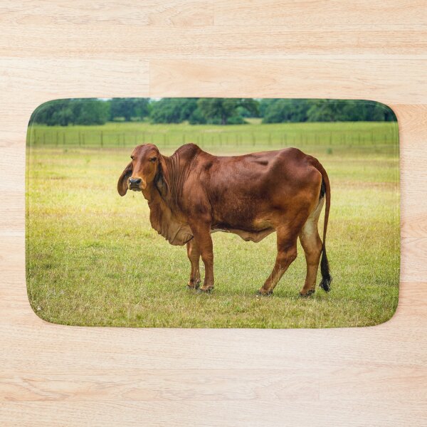 Item preview, Big brown brahman cow grazing in the pasture designed and sold by noblephoto.