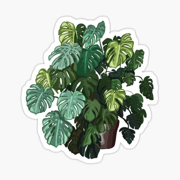 Item preview, Monstera plant designed and sold by Helenahs.