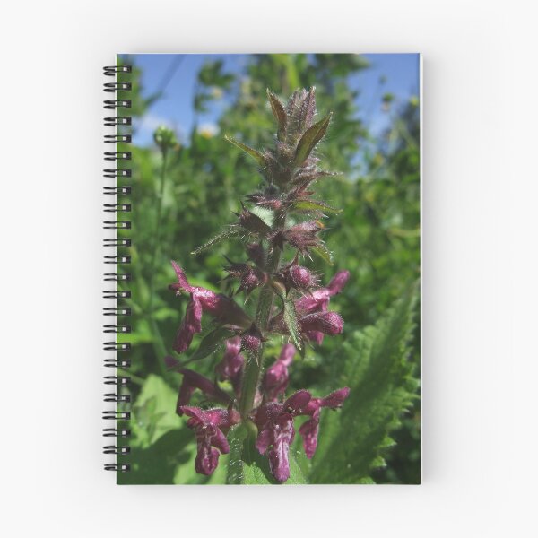 Item preview, Hedge Woundwort (Stachys sylvatica) designed and sold by IOMWildFlowers.