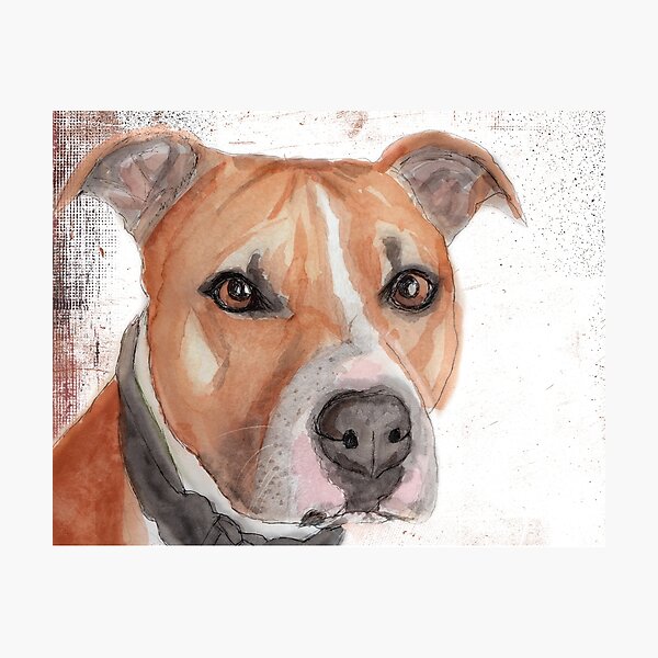 Staffordshire Bull Terrier Photographic Print