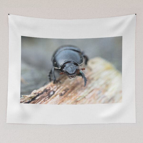 Item preview, Close-up of a Dor / Dumbledore Dung Beetle designed and sold by JJVXPHOTOGRAPHY.