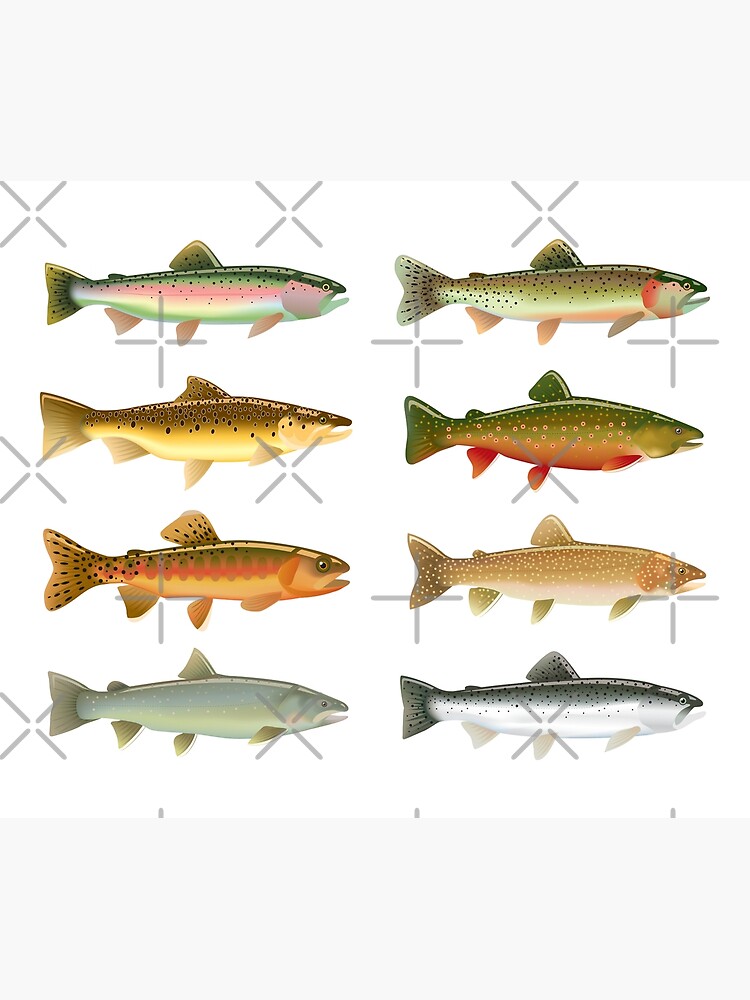 Trout Species Poster for Sale by Sabin Artworks