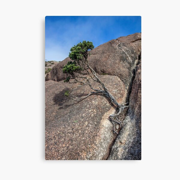 Item preview, Bonsai on Mt Amos designed and sold by Christopher Allen.