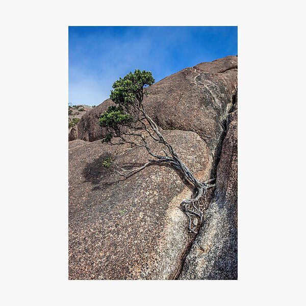 Item preview, Bonsai on Mt Amos designed and sold by Christopher Allen.