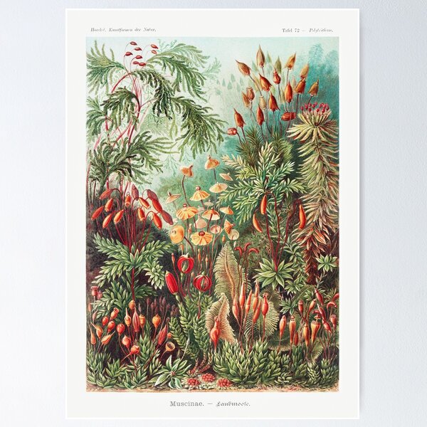 Item preview, Forest Plants Vintage Botanical Illustration  designed and sold by TheHippieHobbit.