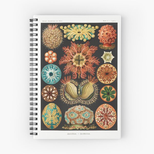 Item preview, Natural Anemone Vintage Ocean Illustration  designed and sold by Old Soul Vintage .