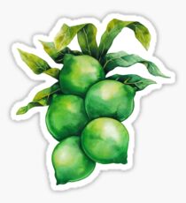 Pegatina Nueces de macadamia Acuarela en la rama