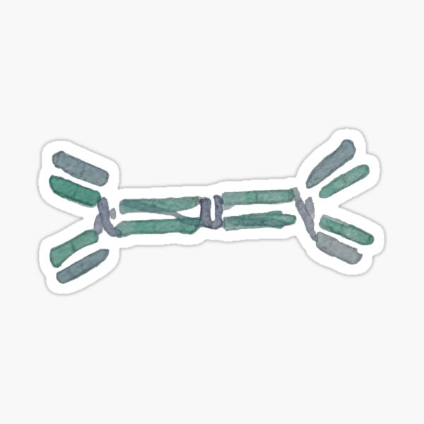 Immunoglobulin A (IgA) Sticker