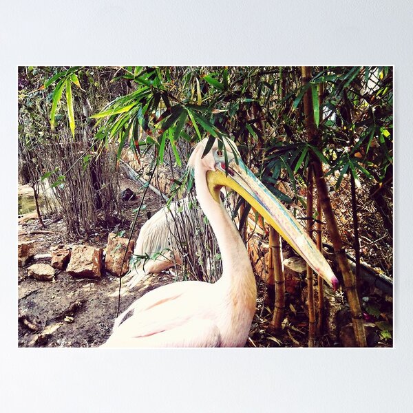 Item preview, Pelicans designed and sold by tnoar.