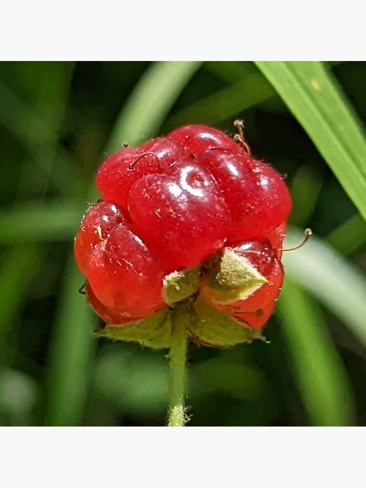 "Red Berry In Field" Sticker for Sale by AustaArt Redbubble