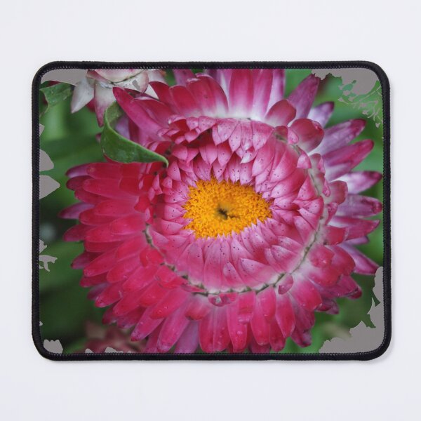 Item preview, Pink Strawflower designed and sold by Nicole Gath.