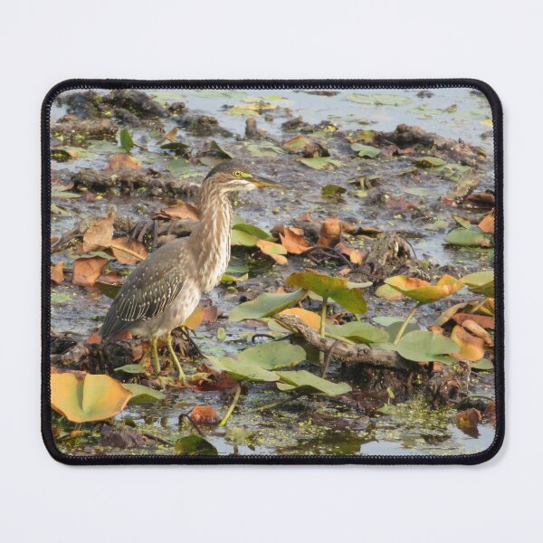 Item preview, Autumn Green Heron designed and sold by catrantula.