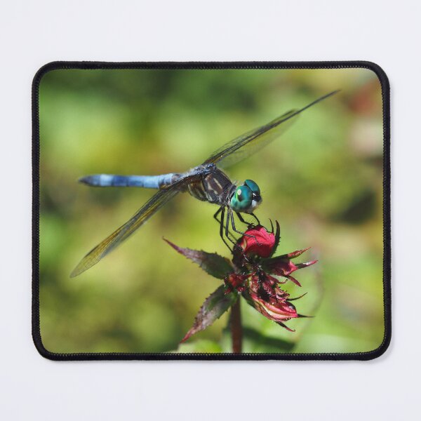 Item preview, Blue Dasher Dragonfly designed and sold by catrantula.