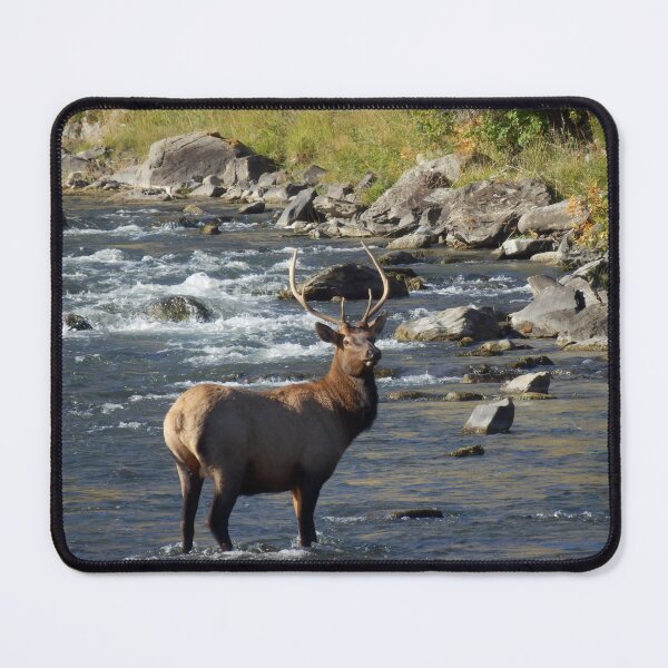 Item preview, Yellowstone Bull Elk designed and sold by catrantula.
