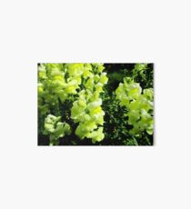 Snapdragons Art Board Print
