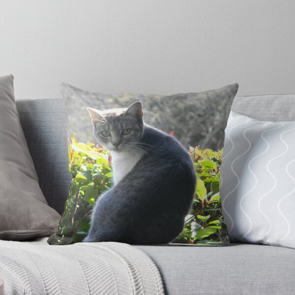 Aperçu de l'œuvre Kat Cat créée et vendue par Navigator.