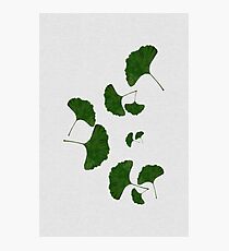 Ginkgo Leaf I Photographic Print