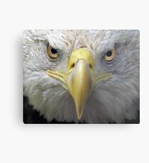 American bald eagle Metal Print