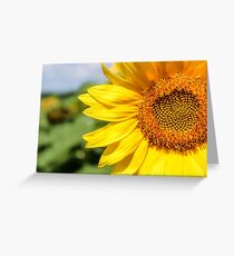 Full bloom Greeting Card