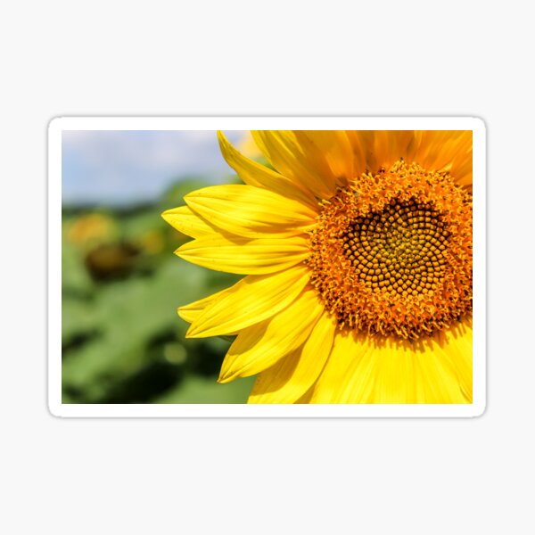 Full bloom Sticker