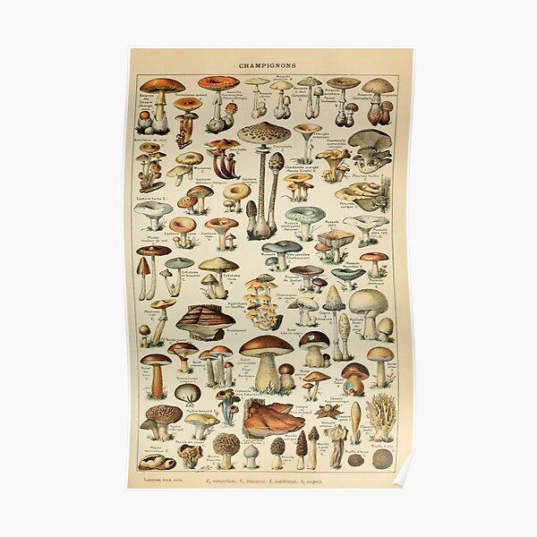 Vintage Mushroom Poster