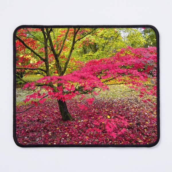 Item preview, Japanese Maple (Acer Palmatum) designed and sold by Andy Harker.