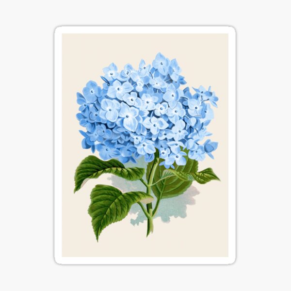 Item preview, Hydrangea Botanical Illustration   designed and sold by WanMarsh.