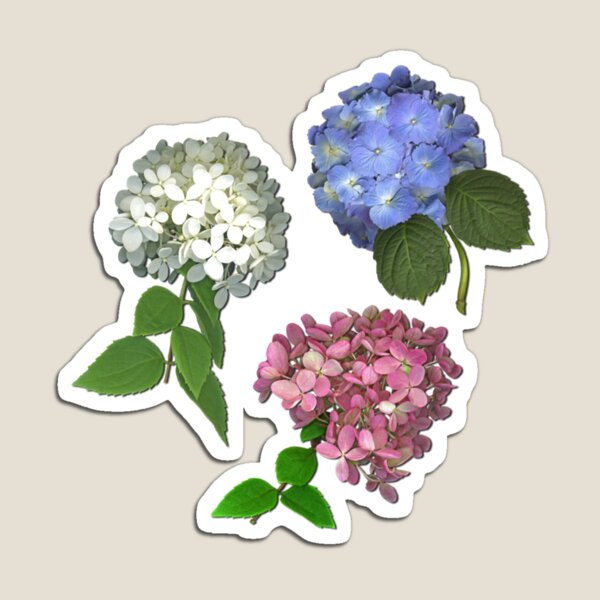 Item preview, Hydrangea Trio Fitted Scoop  designed and sold by WanMarsh.