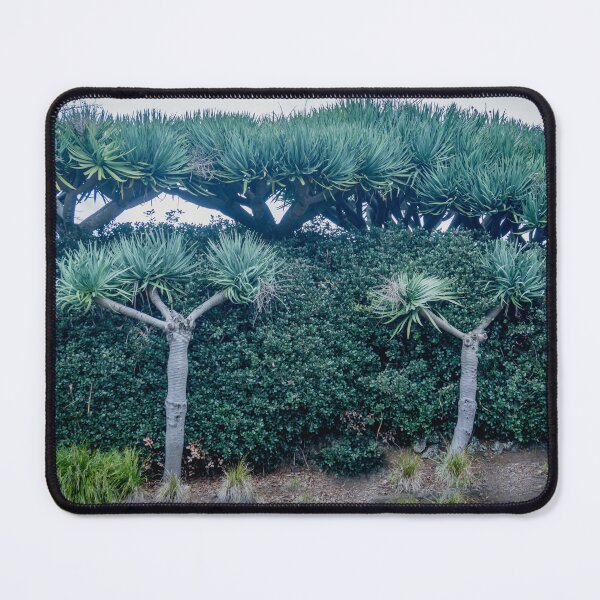 Item preview, dragon trees against green hedge designed and sold by Brian Scantlebury.