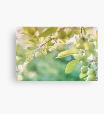 Green Apples at Golden Hour Canvas Print
