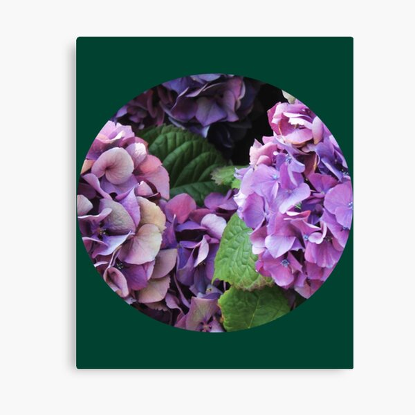 Lienzos: Hortensia Morada | Redbubble