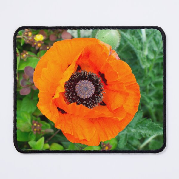 Item preview, A Oriental poppy designed and sold by PicsByTony.