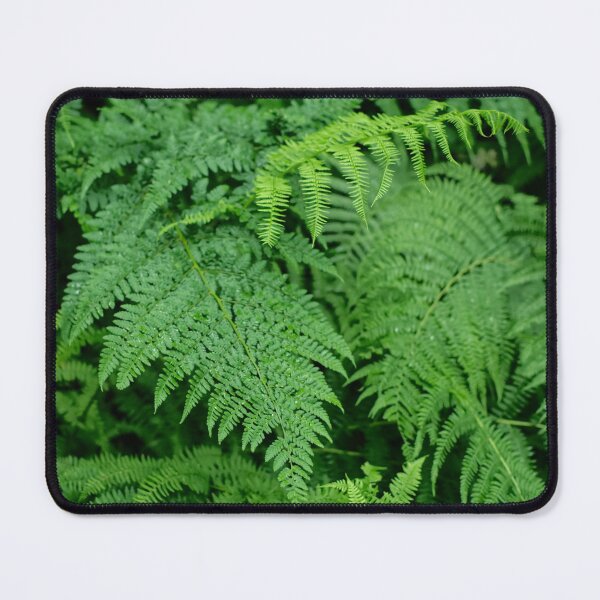 Item preview, Ostrich Fern designed and sold by PicsByTony.