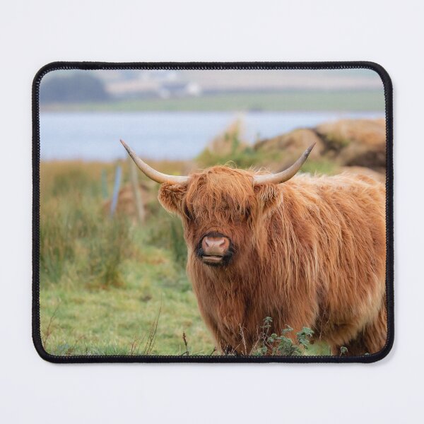Item preview, Long haired Highland cattle - Highland cow, Highlander, Heilan coo - Thurso, The Highlands, Scotland designed and sold by NatureSight.