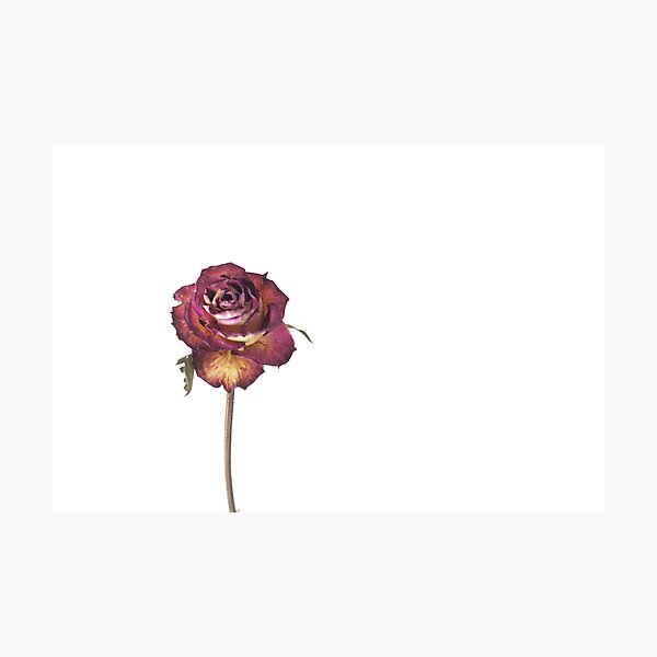 Single Rose on White Photograph by Nobs Norbury. Photographic Print