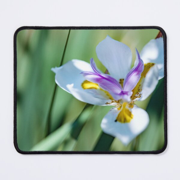 Item preview, Pretty little flower with white, purple and yellow petals designed and sold by CyaniRose.