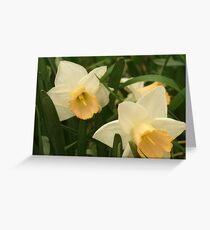 Daffodils Greeting Card
