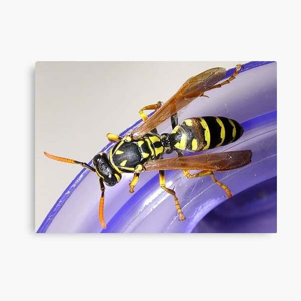 WASP Canvas Print