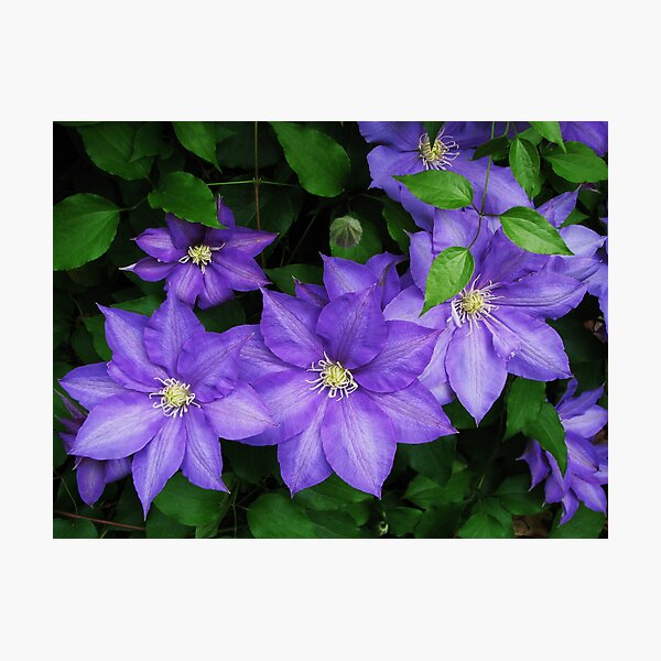 Aperçu de l'œuvre Lavender Moonflower créée et vendue par LavenderMoon.
