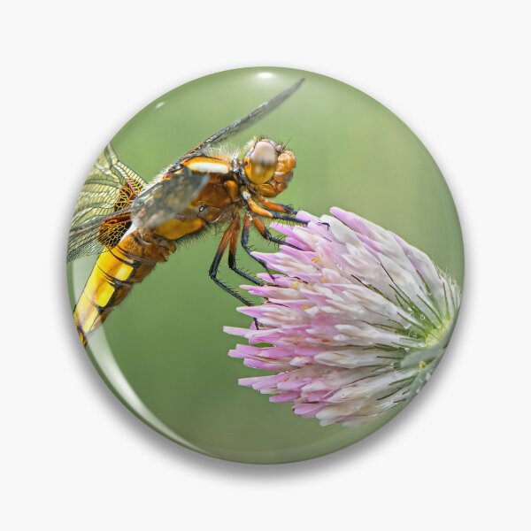 Artikelvorschau, Broad-bodied Chaser female on red clover flower entworfen und verkauft von Tony North.